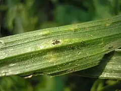 Vankya ornithogali sur Gagea lutea