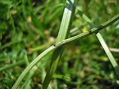V. ornithogali sur Gagea pratensis