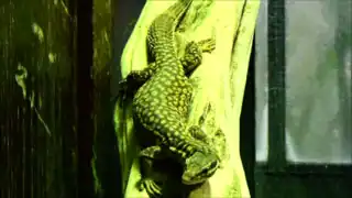 Ménagerie du jardin des plantes - Paris/France