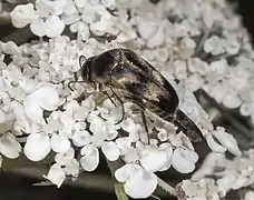 Variimorda villosa - vue de profil