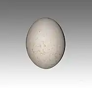 WEBO collecté par René de Naurois - muséum de Toulouse.