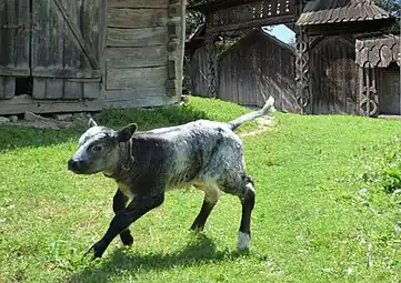 Veau des CarpatesMaramureș