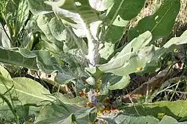 Feuilles inférieures, pulvérulentes, presque sessiles