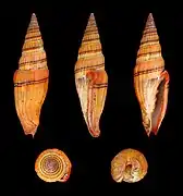 Vexillum ornatum, un Costellariidae