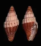 Vexillum sinuosum