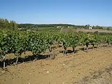 Terroir argilo-calcaire des coteaux de la rive droite.