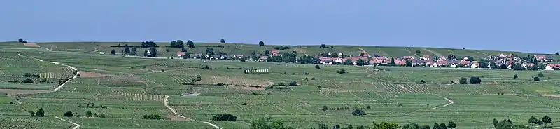Vignoble grand cru Hatschbourg, Hattstatt et Vœgtlinshoffen.