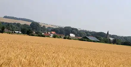 Hailles avant la moisson.