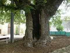 Tronc de l'orme de Sully.