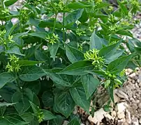 Dompte-venin officinal (Vincetoxicum hirundinaria).