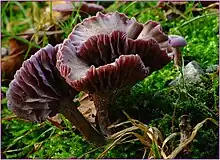 Laccaria amethystina,humide