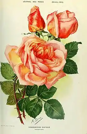 Image illustrative de l’article Viscountess Enfield