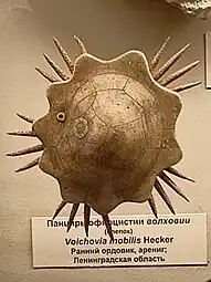 Reconstitution de Volchovia mobilis (Volchoviidae)