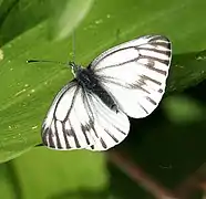Pieris marginalis