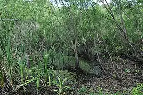 Image illustrative de l’article Site archéologique de Windover