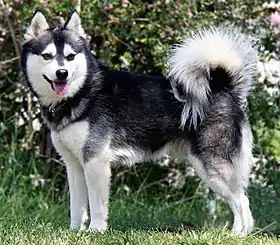 Alaskan Klee Kai.