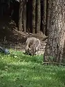 Wallaby à cou rouge.