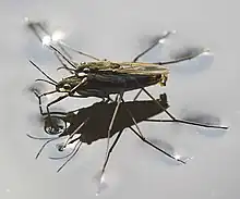 Accouplement superposé, sur l'eau, chez Gerris sp., Gerridae (Gerromorpha)