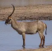 Kobus ellipsiprymnus