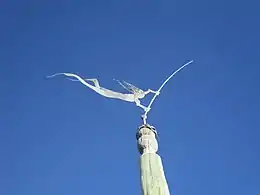 Girouette à Woodman Point&nbsp;(en), Australie-Occidentale.
