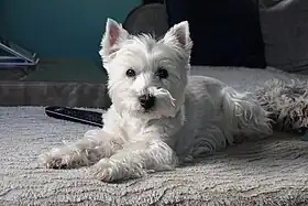 Un West Highland white terrier