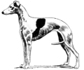 Un whippet