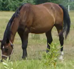 Whiskey, poulinière Kisber Felver