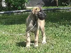 Wolfhound, chiot de 3,5&nbsp;mois