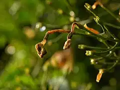 Inflorescence après floraison