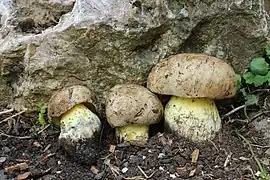 Caloboletus radicans