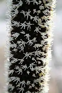 Fleurs de Xanthorrhoea