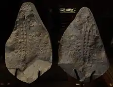 Fossiles de Xenusion&nbsp;(en), un lobopodien qui pourrait avoir atteint 20&nbsp;cm.