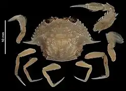 Xiphonectes arabicus.