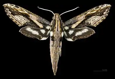 Avers du mâle (coll.MHNT)