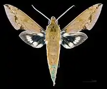 Xylophanes chiron lucianus face dorsale du mâle MHNT