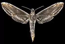 Revers de la femelle (coll.MHNT)