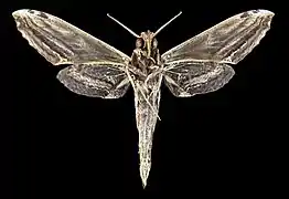 Revers du mâle (coll.MHNT)