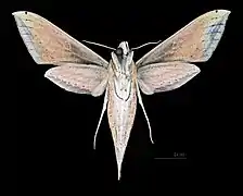 Revers de la femelle(coll.MHNT)