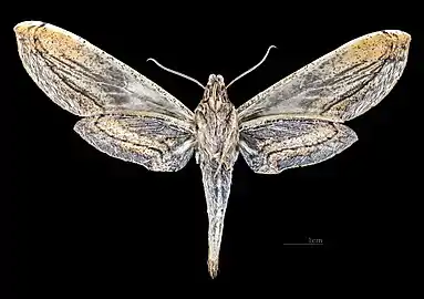 Face ventrale de la femelle(coll.MHNT)