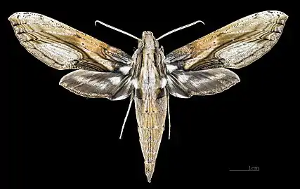 Face dorsale du mâle(coll.MHNT)