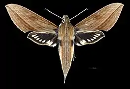 Face dorsale de la femelle (coll.MHNT)