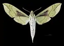 △ face ventrale de la femelle MHNT