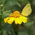 Eurema blanda et Vespidae sur une tagète lucida, au Laos.