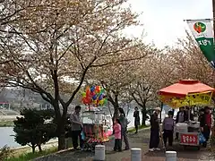 La Yocheon au printemps