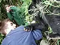 Jeune gorille agrippant un touriste dans le parc national.