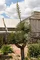 Yucca gloriosa ou Yucca superbe