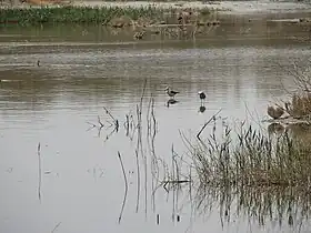 Image illustrative de l’article Lac Gavkhouni