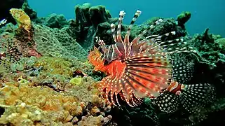 Sulawesi, Indonésie