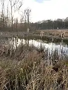 Zone humide à Frocourt