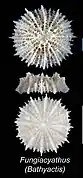 Fungiacyathus variegatus (Fungiacyathidae).